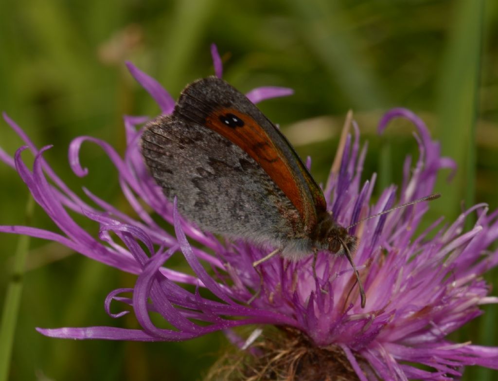 Erebia dromus (Nymphalidae Satyrinae)
